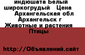 индюшата Белый широкогрудый › Цена ­ 500 - Архангельская обл., Архангельск г. Животные и растения » Птицы   